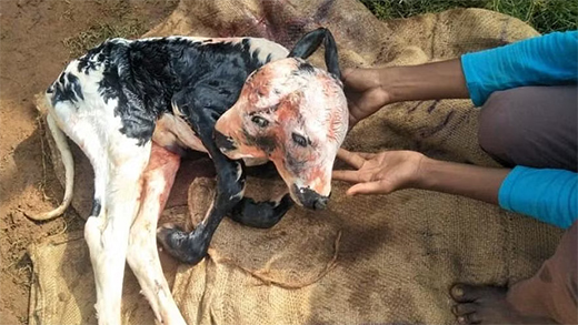 Calf with two head 